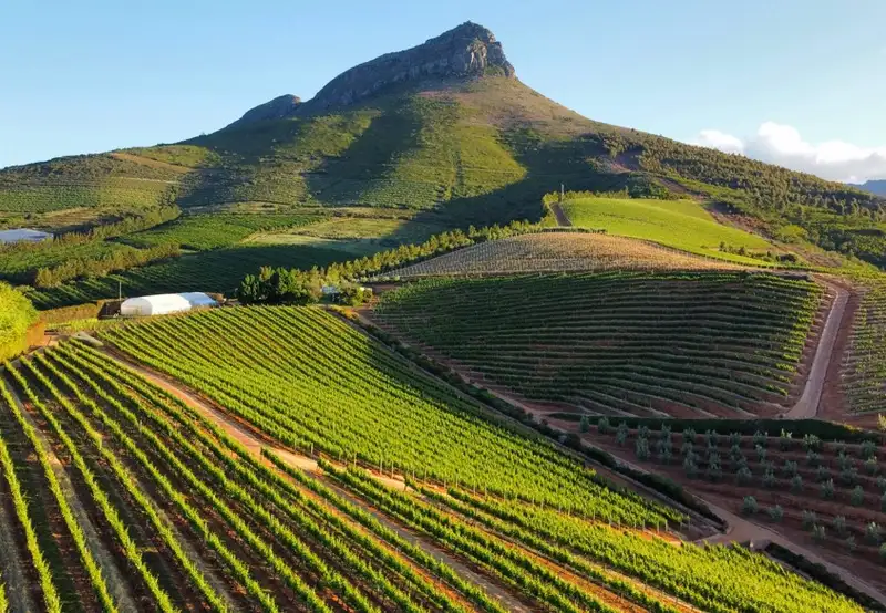 Stellenbosch
