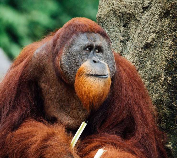 Borneo’s Orangutans and Wildlife Tour (7 nights)