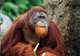 Borneo’s Orangutans and Wildlife Tour (7 nights)