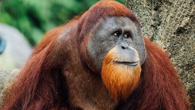 Borneo’s Orangutans and Wildlife Tour (7 nights)