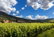 Santiago - Winery Tour