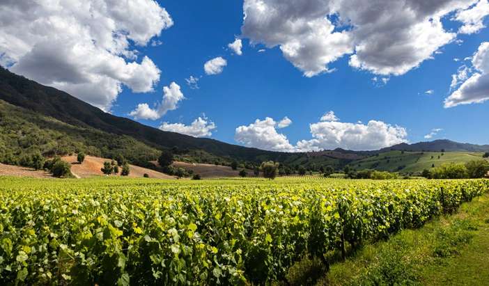Santiago - Winery Tour