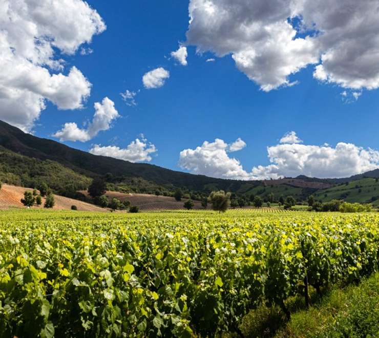 Santiago - Winery Tour