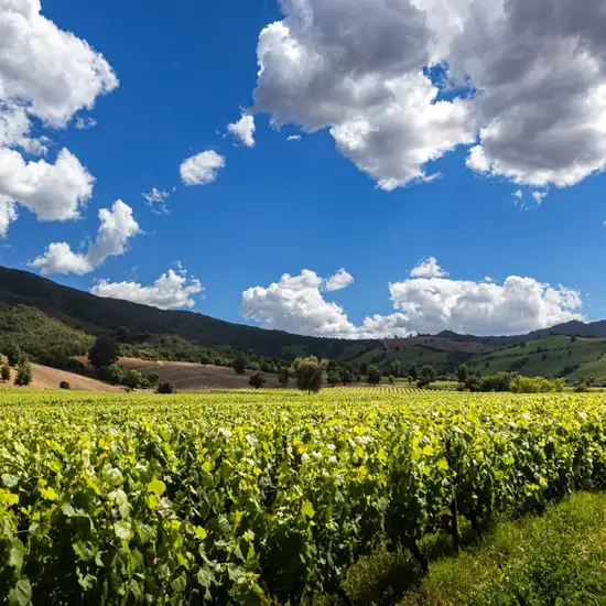 Image related to Santiago - Winery Tour