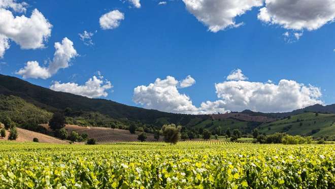 Santiago - Winery Tour