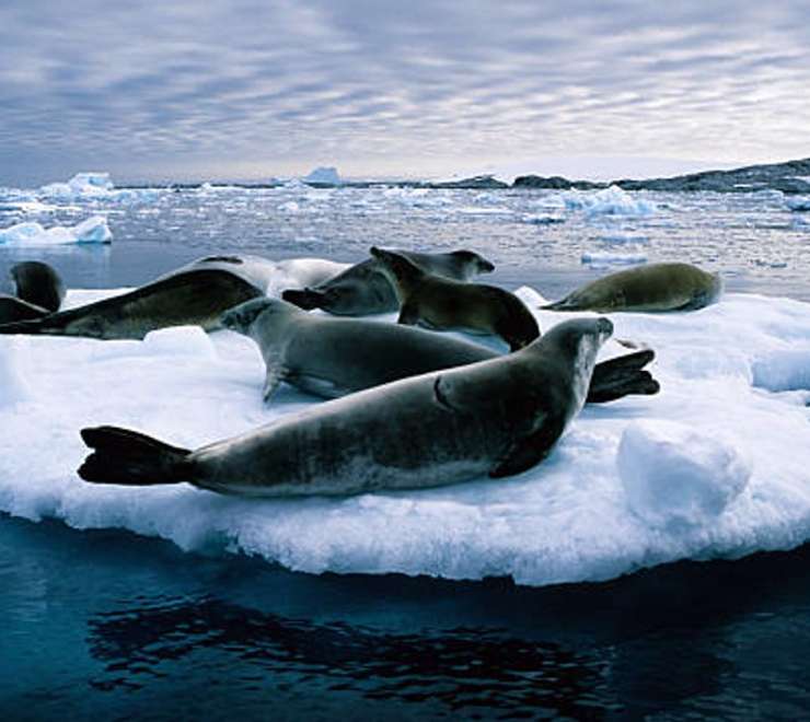 Cruise the Iceberg Graveyard