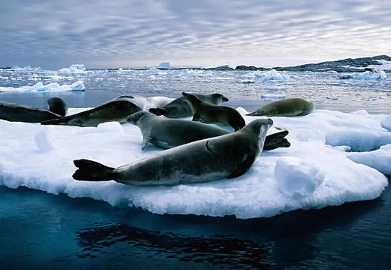 Cruise the Iceberg Graveyard