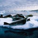 Image related to Cruise the Iceberg Graveyard