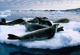 IgluCruise.Application.ViewModels.Shared.WebImageViewModel?.Description