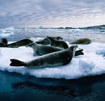 Image related to Cruise the Iceberg Graveyard