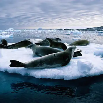 Image related to Cruise the Iceberg Graveyard