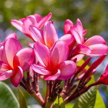 Image related to Jardin de Balata