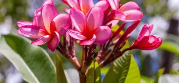 Image related to Jardin de Balata