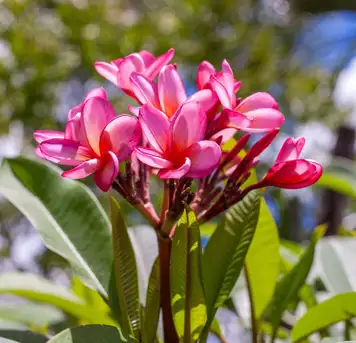 Image related to Jardin de Balata