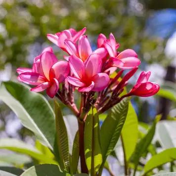 Image related to Jardin de Balata