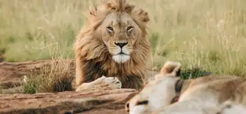 Image related to Safari Park