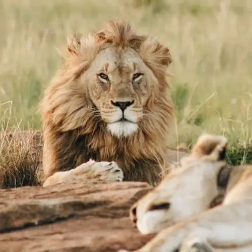 Image related to Safari Park