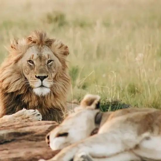 Image related to Safari Park
