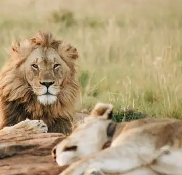 Image related to Safari Park