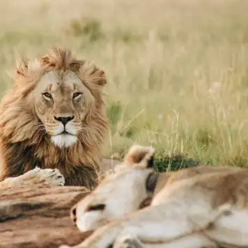 Image related to Safari Park