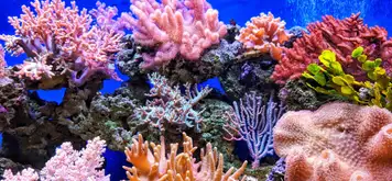 Image related to Coral Reef