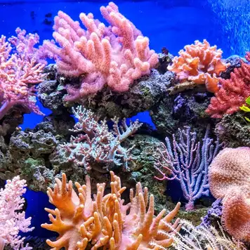 Image related to Coral Reef