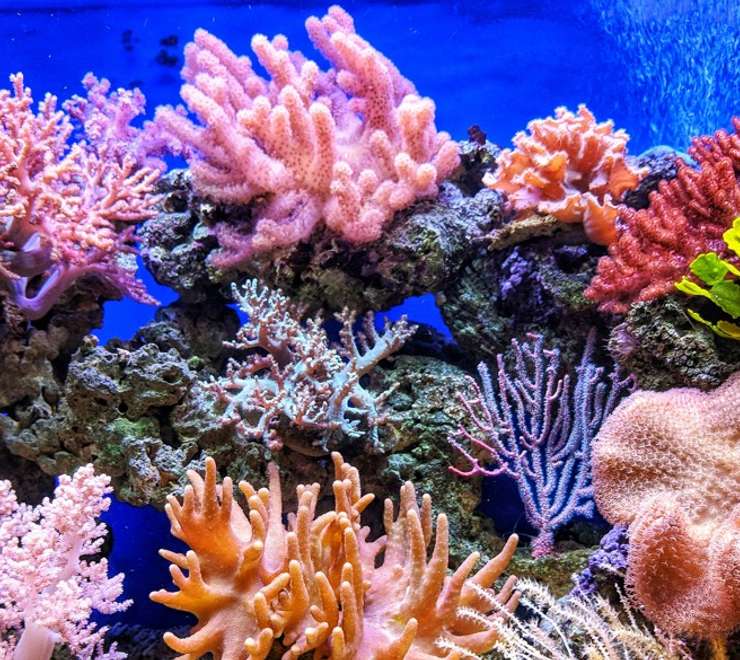 Coral Reef