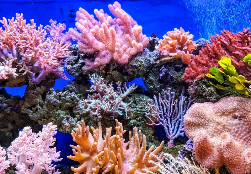 Coral Reef