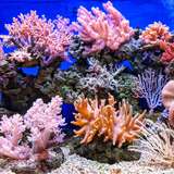 Image related to Coral Reef