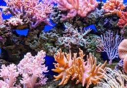 IgluCruise.Application.ViewModels.Shared.WebImageViewModel?.Description