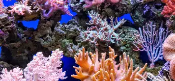 Image related to Coral Reef