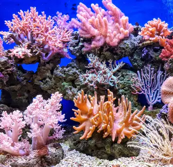 Image related to Coral Reef