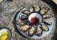 Shuck Oysters at Freycinet Marine Farm