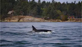 Image related to Icy Strait Whale Adventures