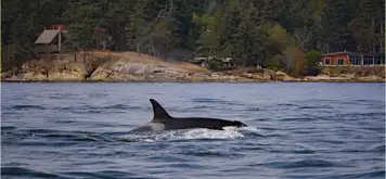 Image related to Icy Strait Whale Adventures