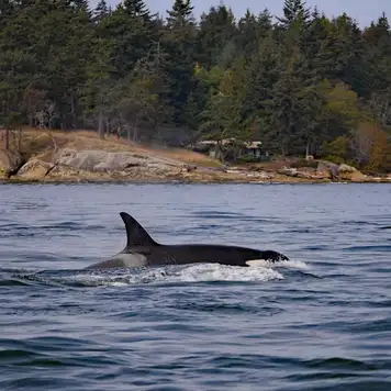 Image related to Icy Strait Whale Adventures