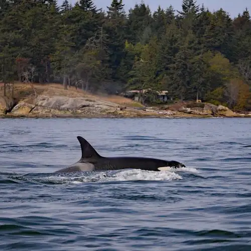 Image related to Icy Strait Whale Adventures