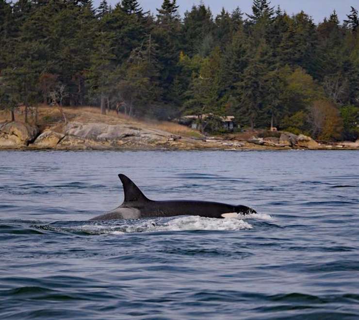 Icy Strait Whale Adventures