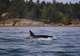 Icy Strait Whale Adventures