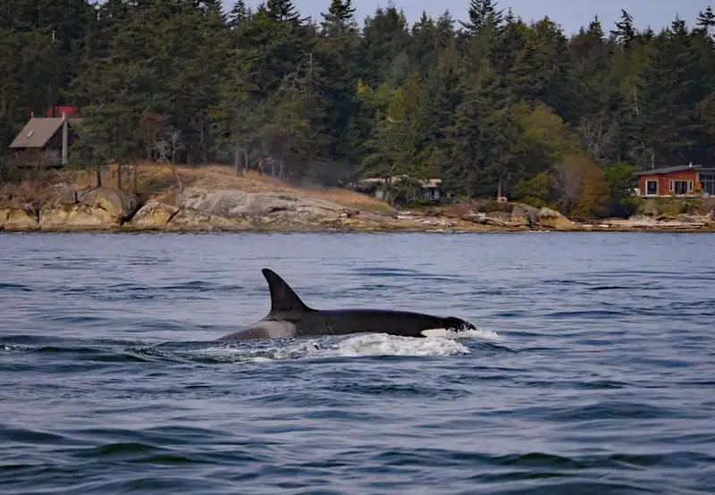 Icy Strait Whale Adventures