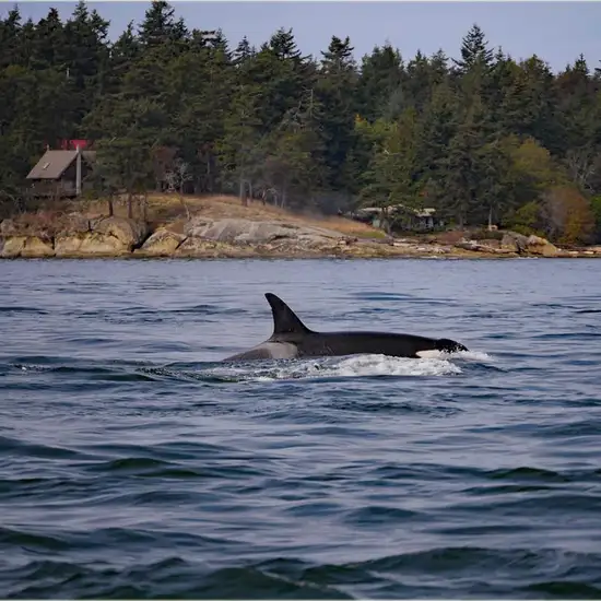 Image related to Icy Strait Whale Adventures