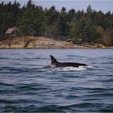 Icy Strait Whale Adventures