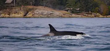 Image related to Icy Strait Whale Adventures