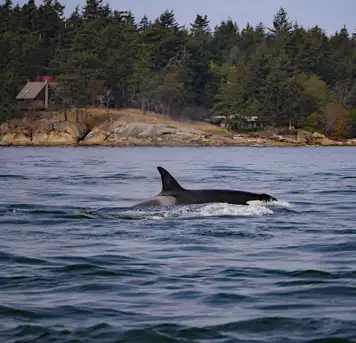 Image related to Icy Strait Whale Adventures