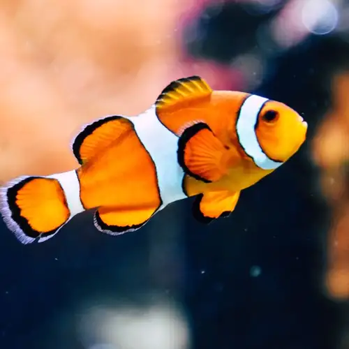 Image related to Musee du Fjord