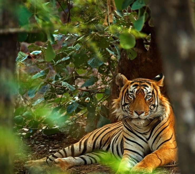 India's Tigers and Golden Triangle from Mumbai (8 nights)