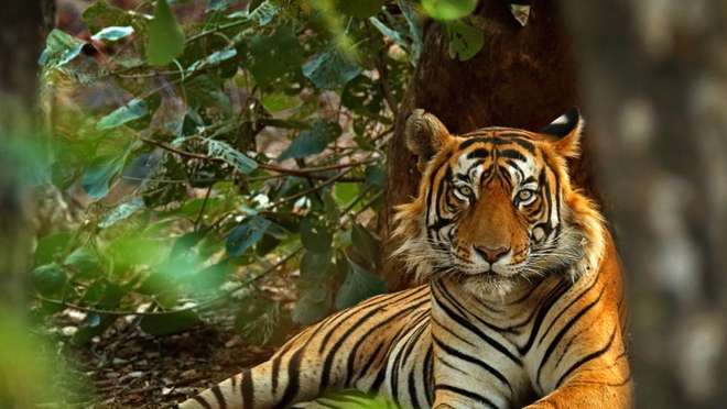 India's Tigers and Golden Triangle from Mumbai (8 nights)