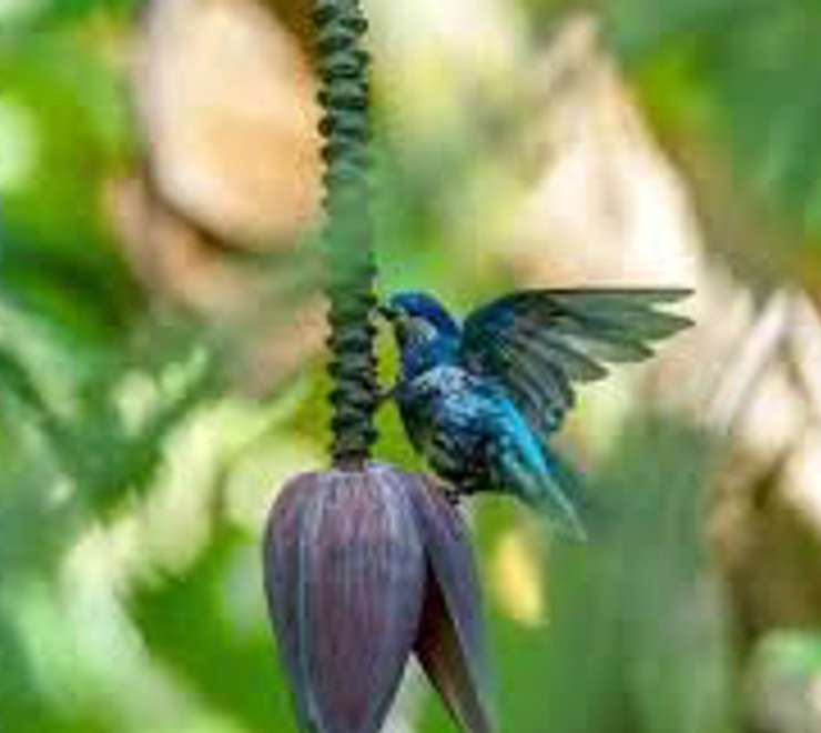 Spot Rare Avian Wildlife
