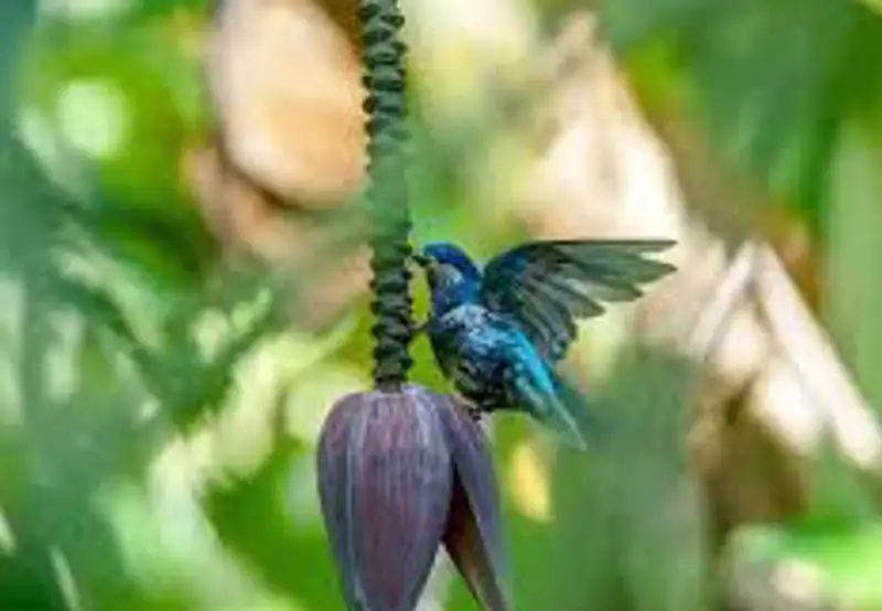 Spot Rare Avian Wildlife