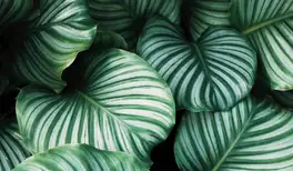 Image related to Botanical Garden